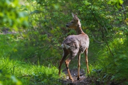 Srnec obecný  ( Capreolus capreolus )