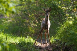 Srnec obecný  ( Capreolus capreolus )