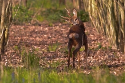 Srnec obecný  ( Capreolus capreolus )