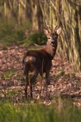 Srnec obecný  ( Capreolus capreolus )