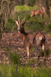 Srnec obecný  ( Capreolus capreolus )