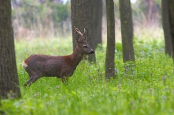 Srnec obecný  ( Capreolus capreolus )