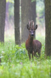 Srnec obecný  ( Capreolus capreolus )