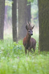 Srnec obecný  ( Capreolus capreolus )