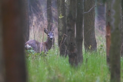 Srnec obecný  ( Capreolus capreolus )