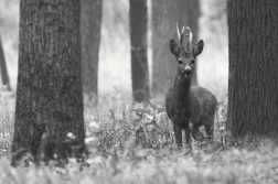 Srnec obecný  ( Capreolus capreolus )