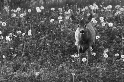 Srnec obecný  ( Capreolus capreolus )