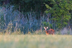 Srnec obecný  ( Capreolus  capreolus )