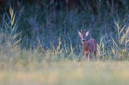 Srnec obecný  ( Capreolus  capreolus )