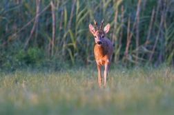 Srnec obecný  ( Capreolus  capreolus )