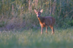 Srnec obecný  ( Capreolus  capreolus )