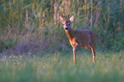 Srnec obecný  ( Capreolus  capreolus )