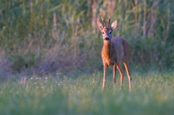 Srnec obecný  ( Capreolus  capreolus )