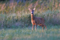 Srnec obecný  ( Capreolus  capreolus )