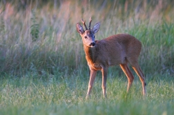 Srnec obecný  ( Capreolus  capreolus )