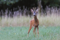 Srnec obecný  ( Capreolus  capreolus )