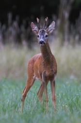 Srnec obecný  ( Capreolus  capreolus )