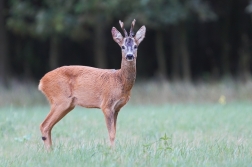 Srnec obecný  ( Capreolus  capreolus )