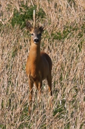 Srnec obecný  ( Capreolus  capreolus )