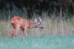 Srnec obecný  ( Capreolus  capreolus )