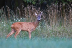 Srnec obecný  ( Capreolus  capreolus )