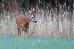 Srnec obecný  ( Capreolus  capreolus )