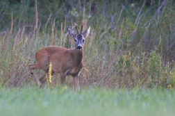 Srnec obecný  ( Capreolus  capreolus )