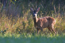 Srnec obecný  ( Capreolus  capreolus )