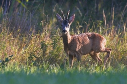 Srnec obecný  ( Capreolus  capreolus )