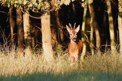 Srnec obecný  ( Capreolus  capreolus )