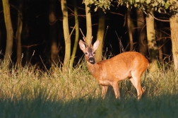 Srnec obecný  ( Capreolus  capreolus )