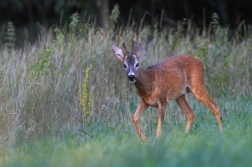 Srnec obecný  ( Capreolus  capreolus )