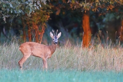 Srnec obecný  ( Capreolus  capreolus )