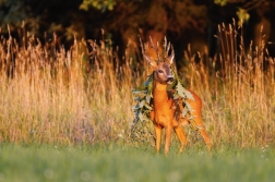 Srnec obecný  ( Capreolus  capreolus )