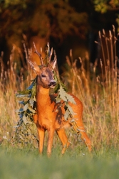 Srnec obecný  ( Capreolus  capreolus )