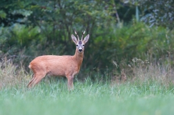 Srnec obecný  ( Capreolus  capreolus )