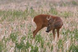 Srnec obecný  ( Capreolus  capreolus )