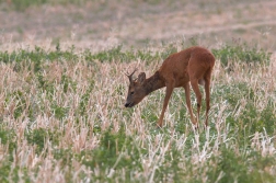 Srnec obecný  ( Capreolus  capreolus )