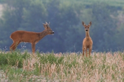 Srnec obecný  ( Capreolus  capreolus )