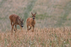 Srnec obecný  ( Capreolus  capreolus )