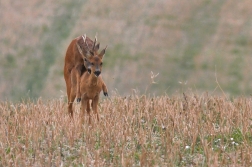 Srnec obecný  ( Capreolus  capreolus )