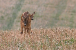 Srnec obecný  ( Capreolus  capreolus )