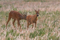 Srnec obecný  ( Capreolus  capreolus )