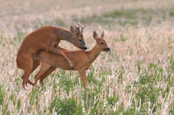 Srnec obecný  ( Capreolus  capreolus )