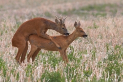 Srnec obecný  ( Capreolus  capreolus )