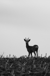 Srnec obecný  ( Capreolus  capreolus )