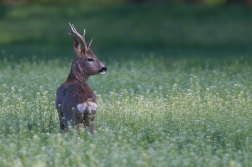 Srnec obecný  ( Capreolus  capreolus )