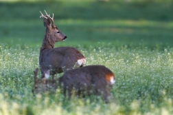 Srnec obecný  ( Capreolus  capreolus )