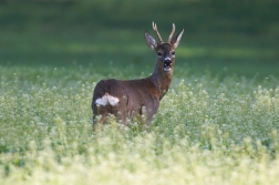 Srnec obecný  ( Capreolus  capreolus )