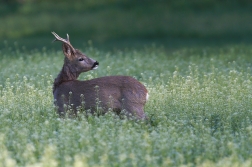 Srnec obecný  ( Capreolus  capreolus )